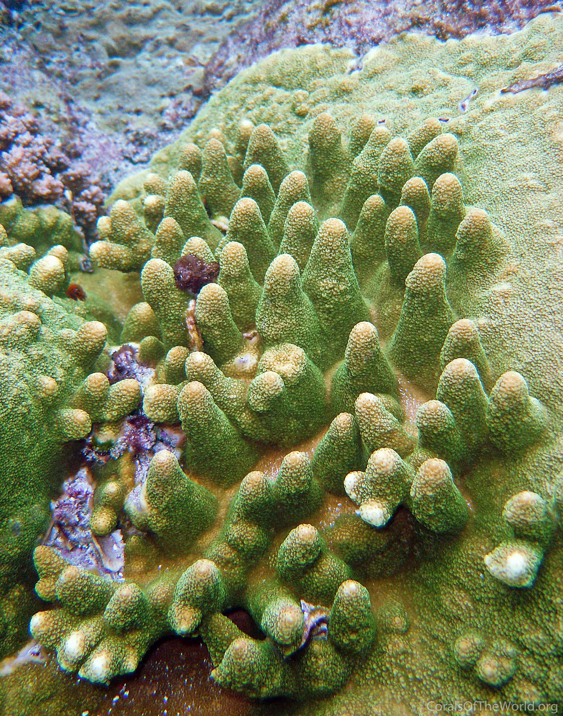Acropora papillare