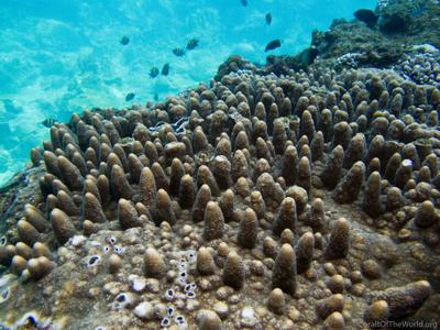 CotW preview: Acropora papillare