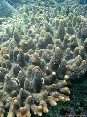 CotW: Acropora papillare