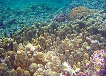 CotW: Acropora papillare