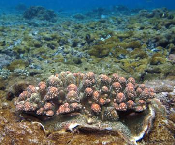 CotW: Acropora papillare