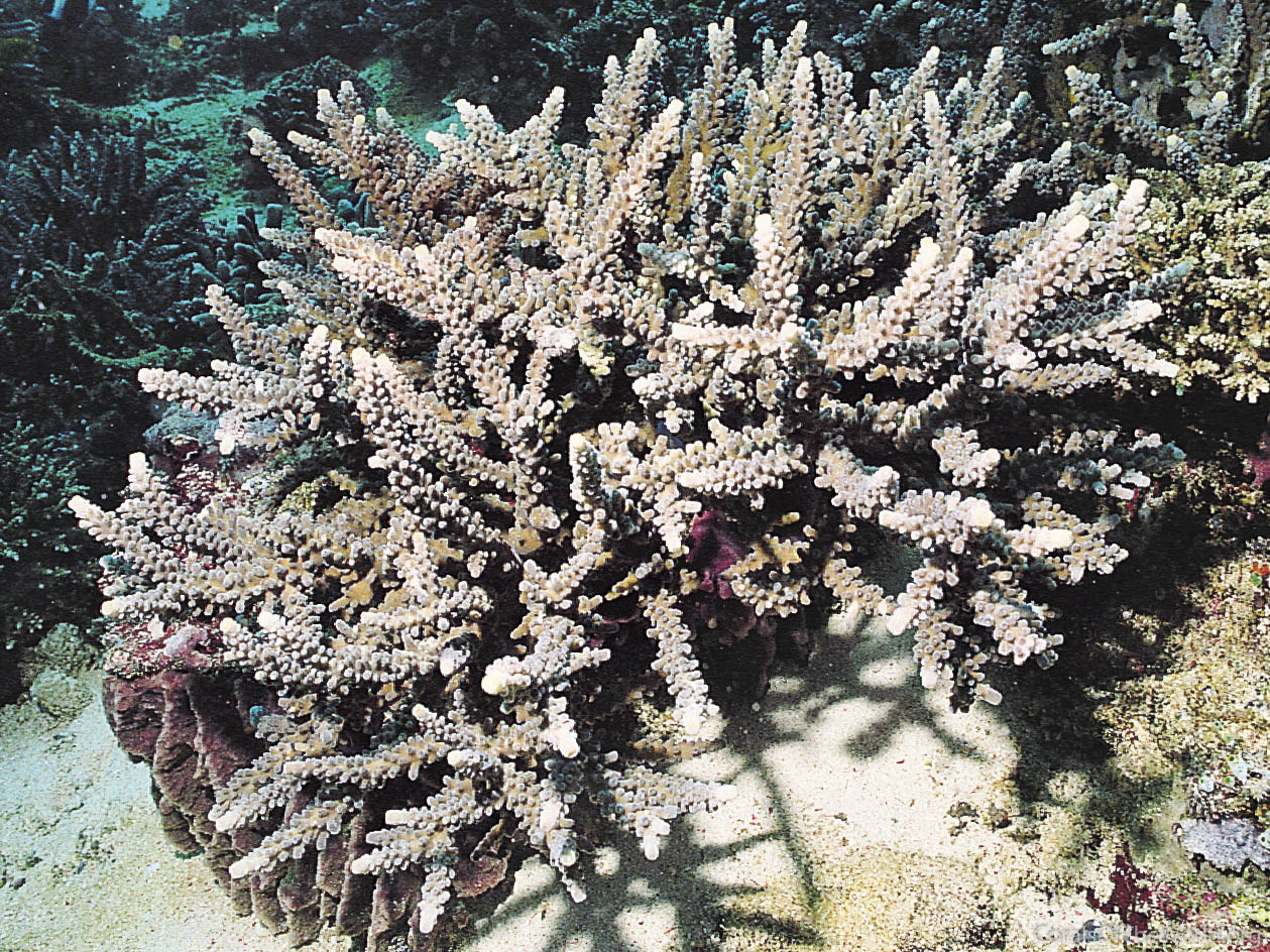 Acropora parahemprichii
