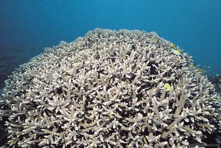 CotW preview: Acropora parahemprichii