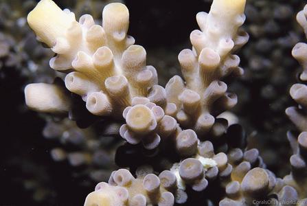 CotW: Acropora parahemprichii