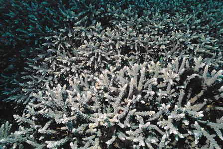 CotW: Acropora parahemprichii