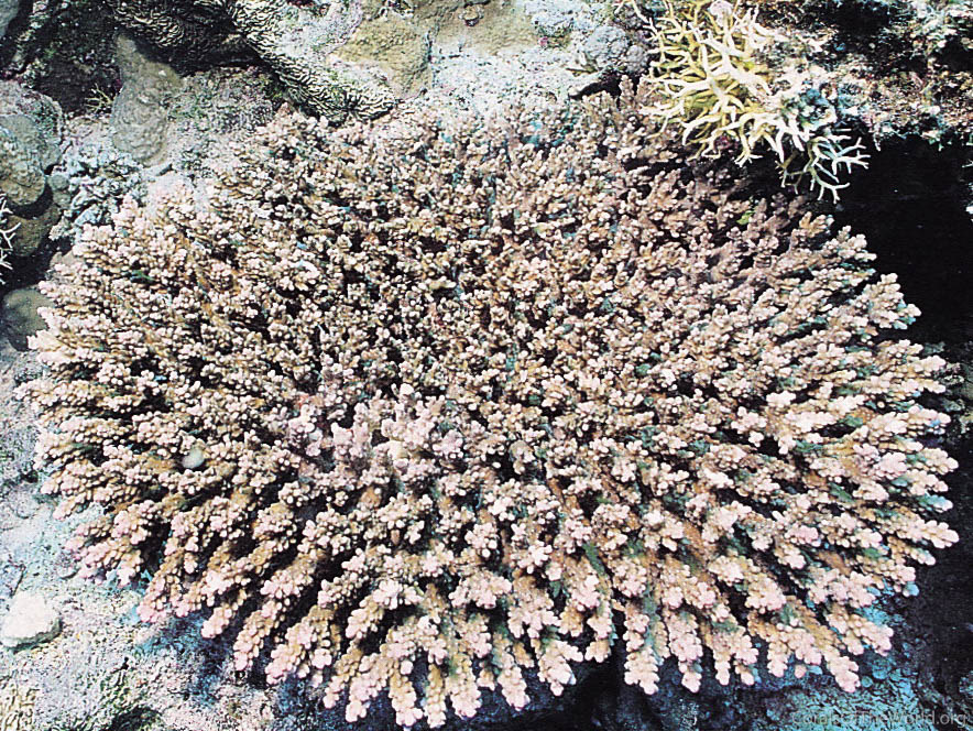 Acropora parapharaonis