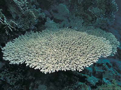 CotW: Acropora parapharaonis