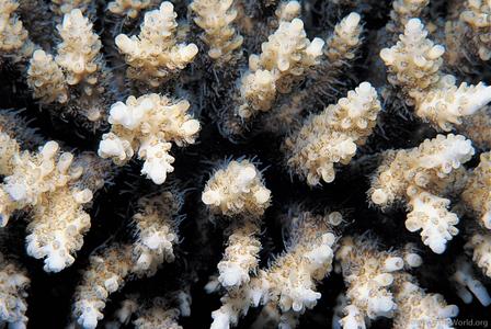 CotW: Acropora parapharaonis
