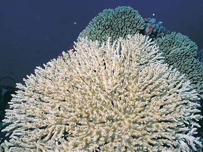 CotW: Acropora parapharaonis
