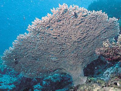 CotW: Acropora parapharaonis