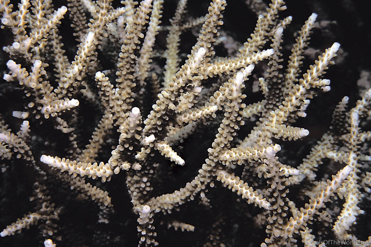 Acropora parilis