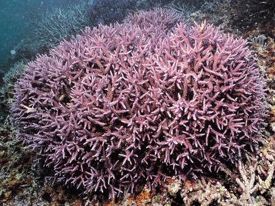 CotW preview: Acropora parilis