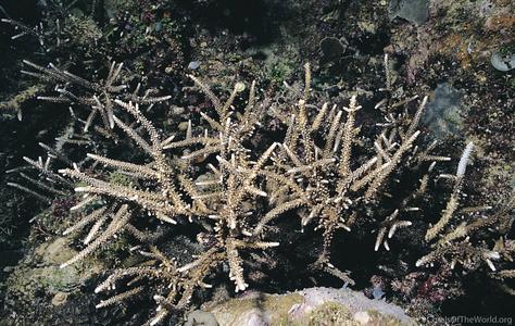 CotW: Acropora parilis