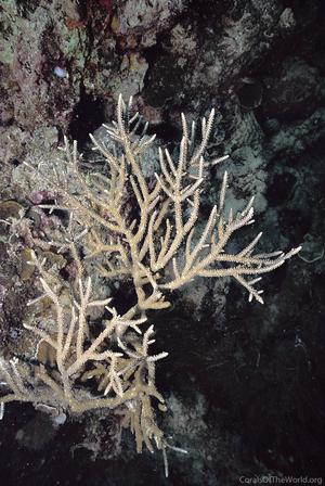 CotW: Acropora parilis