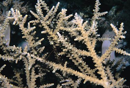 CotW: Acropora parilis