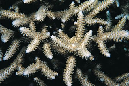 CotW: Acropora pectinatus