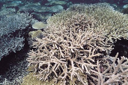 CotW: Acropora pectinatus