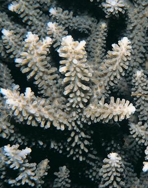 CotW: Acropora pectinatus
