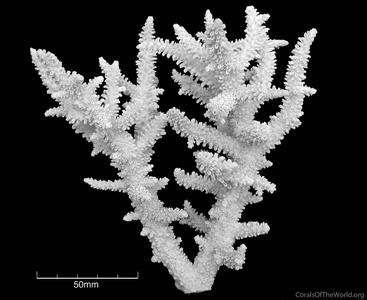 CotW: Acropora pectinatus