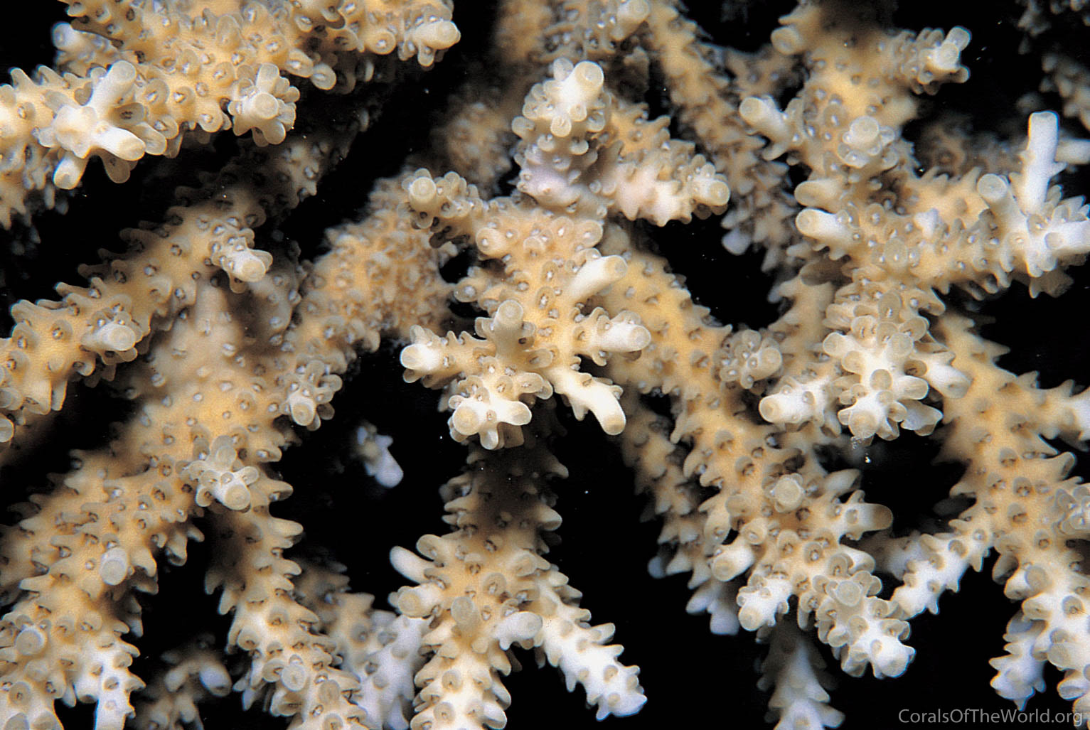 Acropora pharaonis