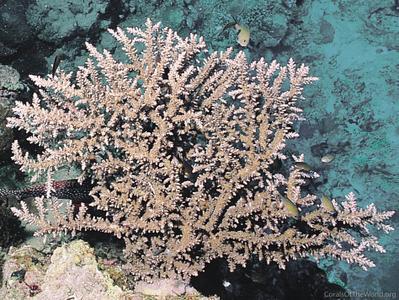 CotW preview: Acropora pharaonis