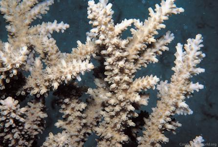 CotW: Acropora pharaonis
