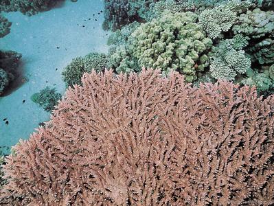 CotW: Acropora pharaonis