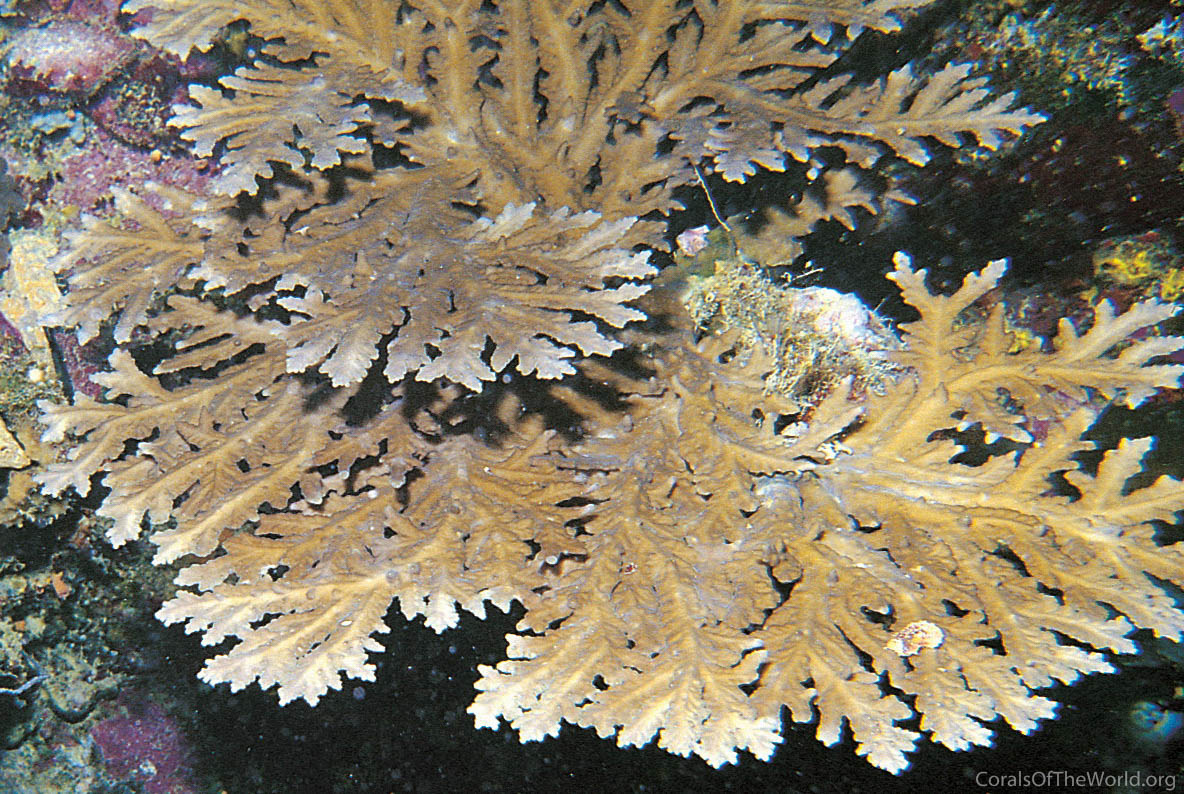 Acropora pichoni
