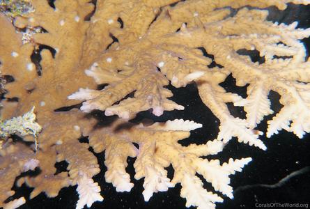 CotW preview: Acropora pichoni