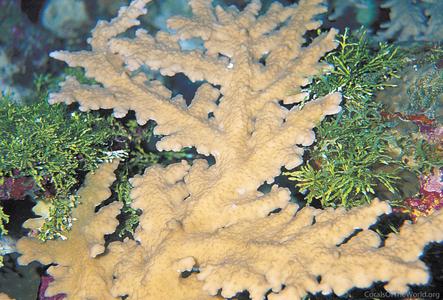 CotW: Acropora pichoni