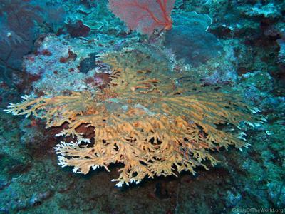 CotW: Acropora pichoni