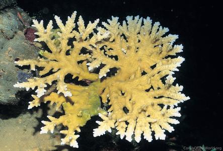 CotW: Acropora pichoni