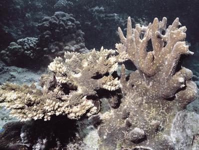 CotW preview: Acropora pinguis