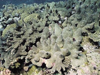 CotW: Acropora pinguis