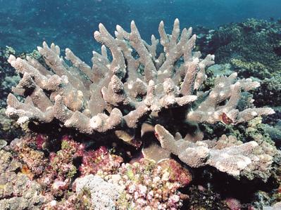 CotW: Acropora pinguis