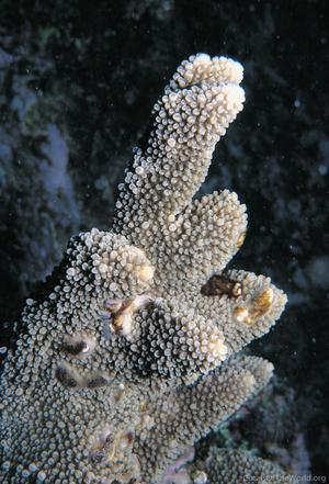 CotW: Acropora pinguis