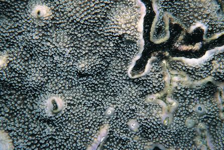 CotW: Acropora pinguis