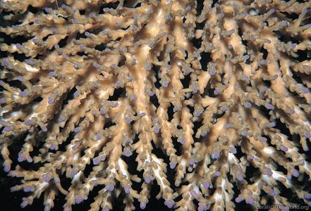 CotW: Acropora plana