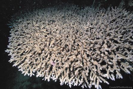 CotW: Acropora plana