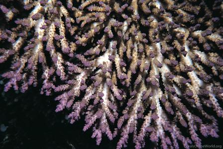 CotW: Acropora plana