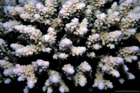 CotW: Acropora plantaginea