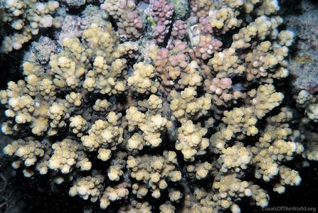 CotW: Acropora plantaginea