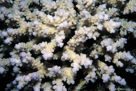CotW: Acropora plantaginea