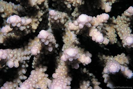 CotW: Acropora plantaginea