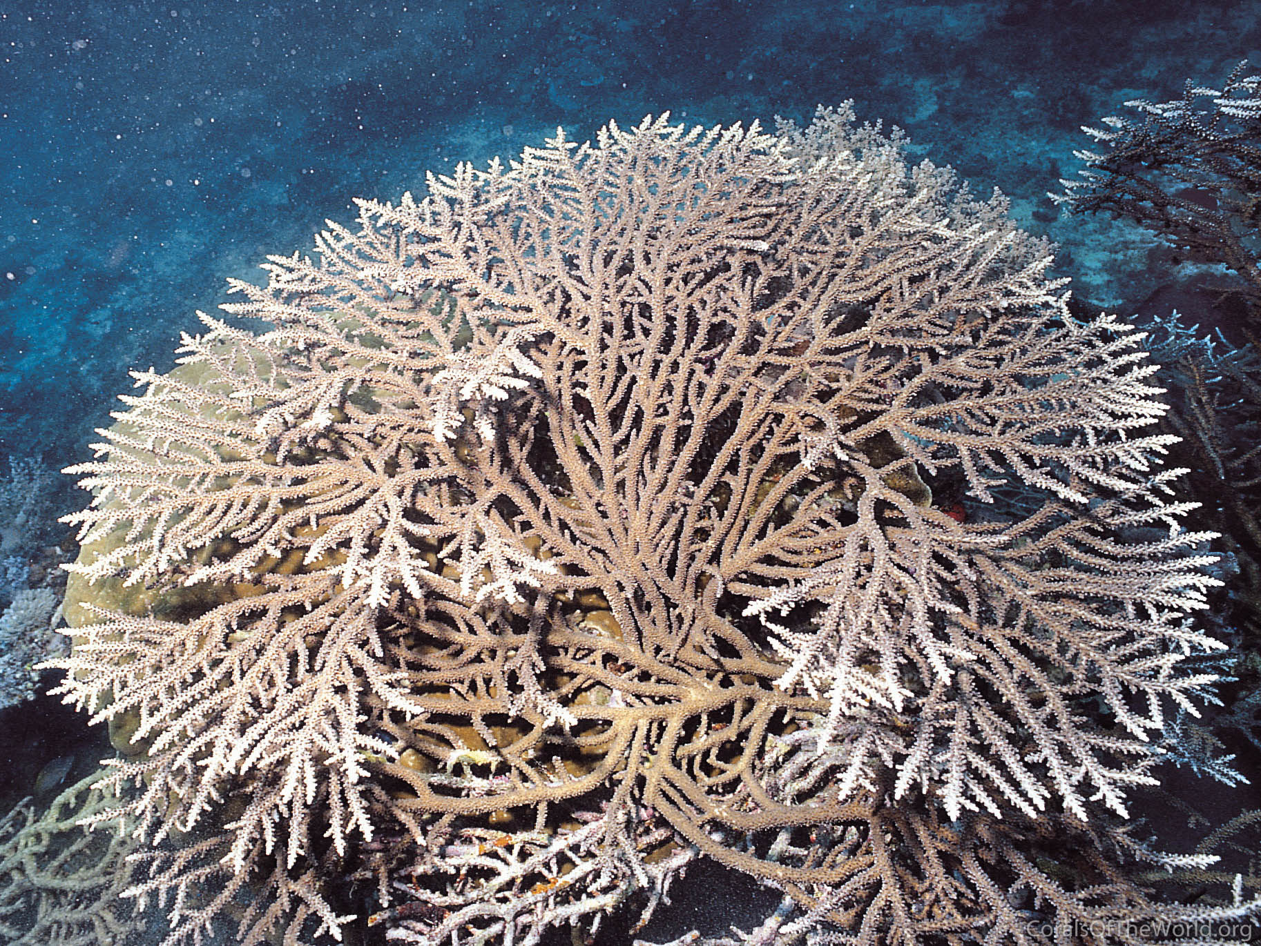 Acropora plumosa