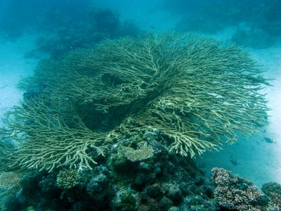 CotW preview: Acropora plumosa