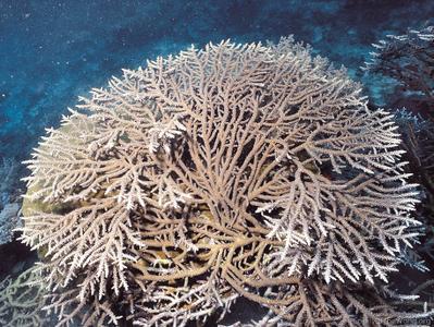 CotW: Acropora plumosa