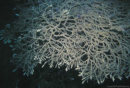 CotW: Acropora plumosa