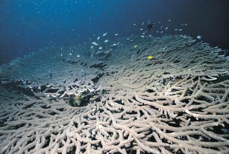 CotW: Acropora plumosa