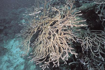 CotW: Acropora plumosa